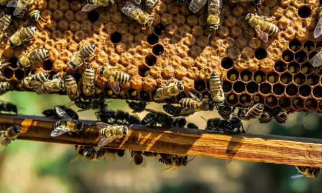 Le api per lo sviluppo sostenibile (2 ottobre – Villa Bardini, Firenze)